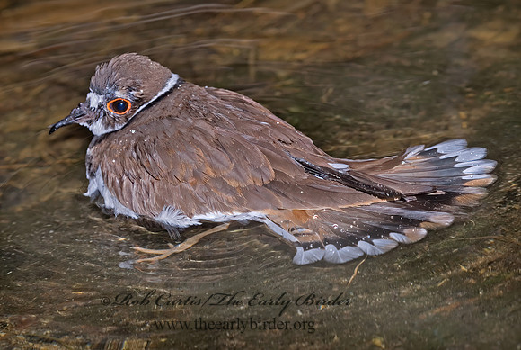 Charadrius vociferus  KILLDEER 6025473z