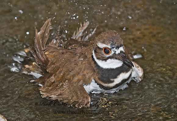 Charadrius vociferus  KILLDEER 6025475z