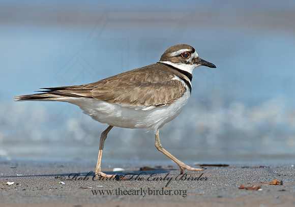 Charadrius vociferus  KILLDEER 9001441z