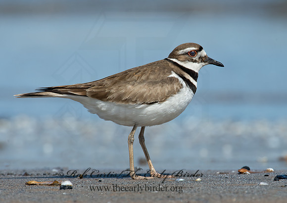 Charadrius vociferus  KILLDEER 9001443z