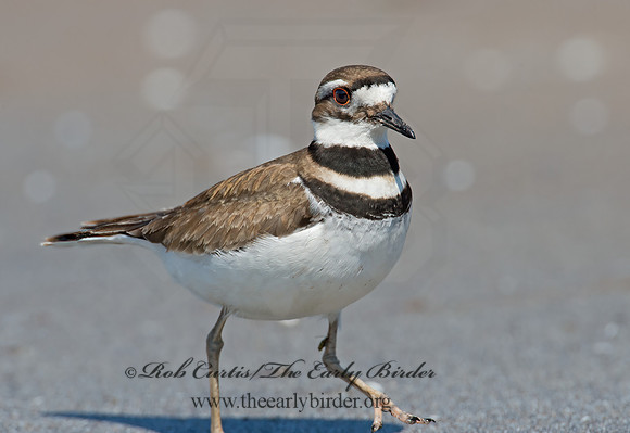 Charadrius vociferus  KILLDEER 9001505z