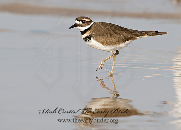 Charadrius vociferus  KILLDEER 9026449z