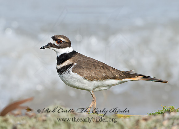 Charadrius vociferus  KILLDEER 9027467z