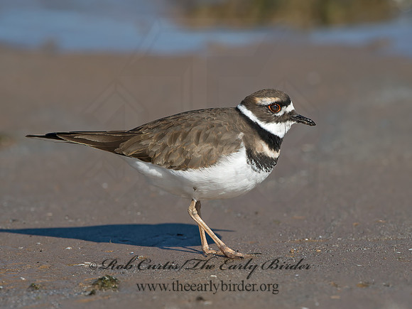 Charadrius vociferus  KILLDEER 9054021z