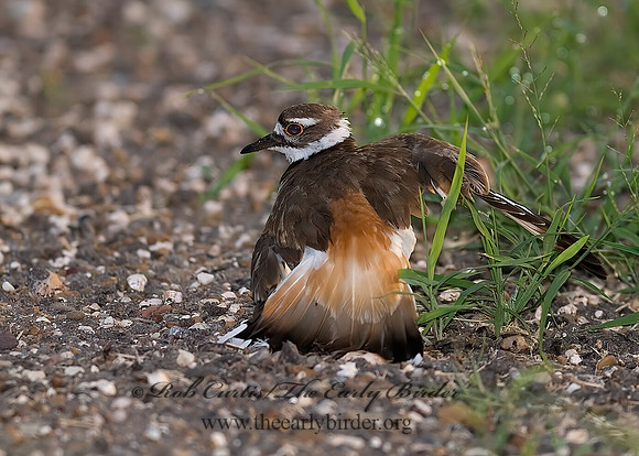 Charadrius vociferus  KILLDEER 6023940z