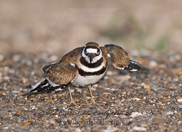 Charadrius vociferus  KILLDEER 6023941z