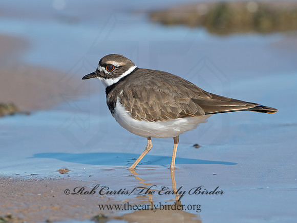 Charadrius vociferus  KILLDEER 9054024z