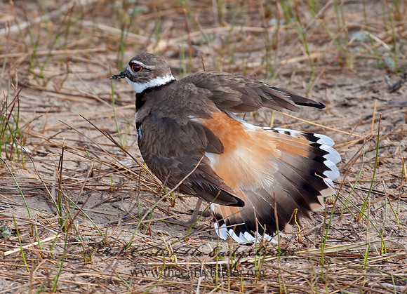 Charadrius vociferus  KILLDEER 8033841z