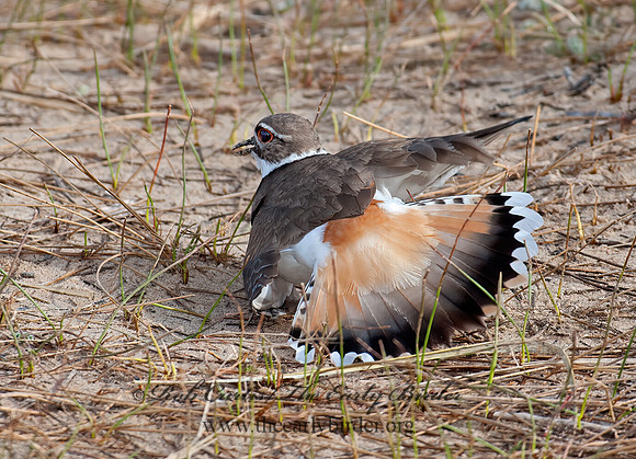 Charadrius vociferus  KILLDEER 8033842z