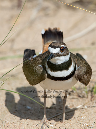Charadrius vociferus  KILLDEER 9046825z