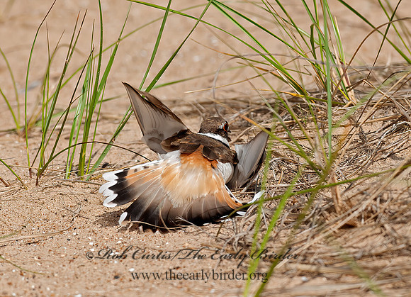 Charadrius vociferus  KILLDEER 8035825z