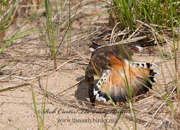 Charadrius vociferus  KILLDEER 8035827z