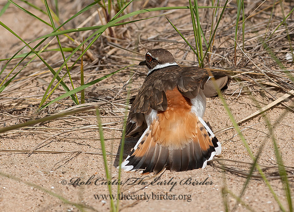 Charadrius vociferus  KILLDEER 8035833z