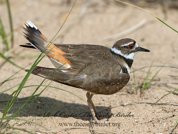 Charadrius vociferus  KILLDEER 9046832z