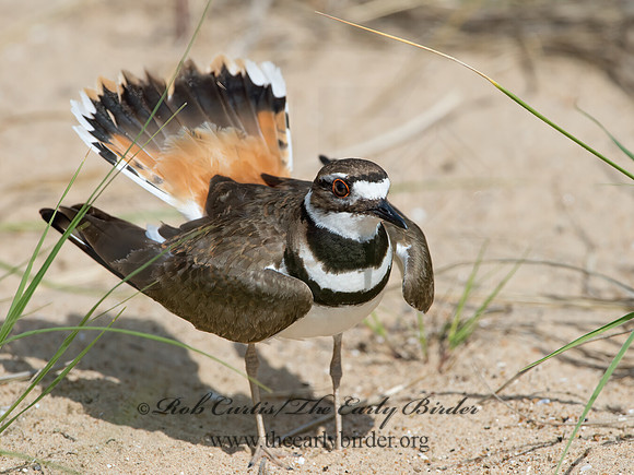 Charadrius vociferus  KILLDEER 9046828z