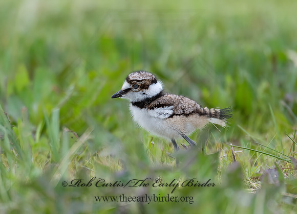 Charadrius vociferus  KILLDEER 9023236z