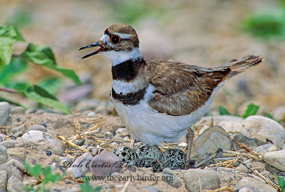 Charadrius vociferus  KILLDEER 113116z