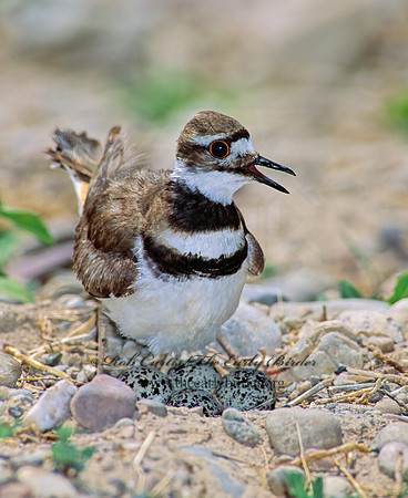 Charadrius vociferus  KILLDEER 113122z