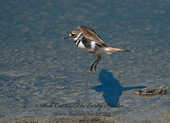 Charadrius vociferous  KILDDER 8036076z