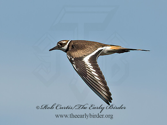 Charadrius vociferous  KILLDEER 9066264z