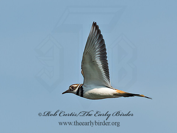 Charadrius vociferous  KILLDEER 9066265z