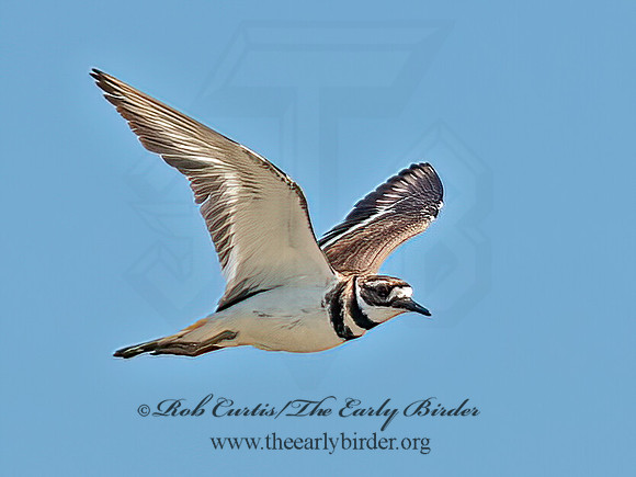 Charadrius vociferous  KILLDEER 9066275z
