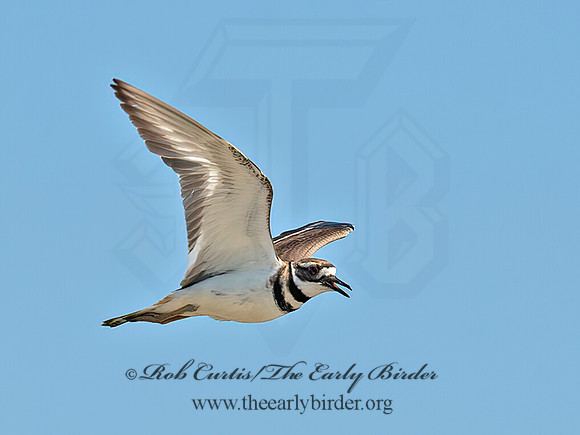 Charadrius vociferous  KILLDEER 9066277z