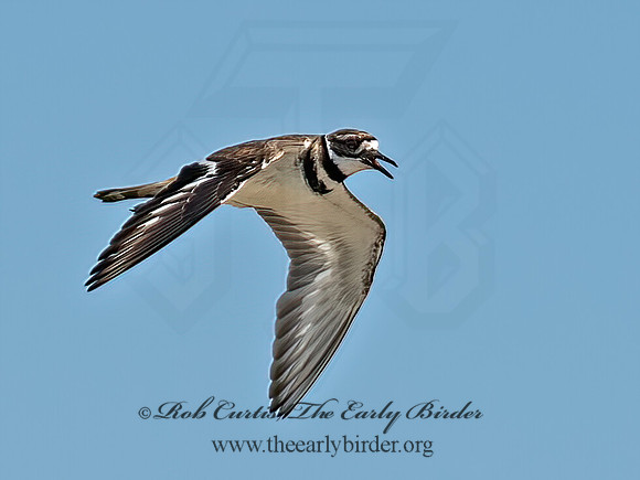 Charadrius vociferous  KILLDEER 9066278z