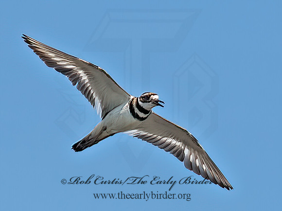 Charadrius vociferous  KILLDEER 9066279z