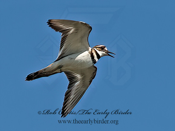 Charadrius vociferous  KILLDEER 9066283z
