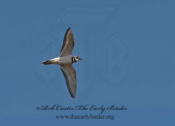 Charadrius vociferus  KILLDEER 8001981z