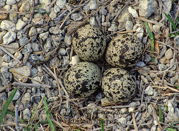 Charadrius vociferus  KILLDEER 21213z