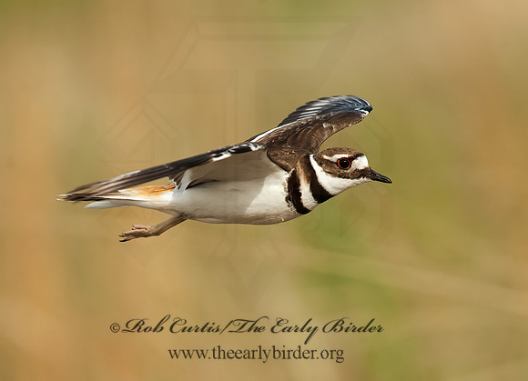 Charadrius vociferus  KILLDEER 8025843z