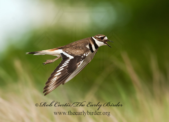 Charadrius vociferus  KILLDEER 8025845z
