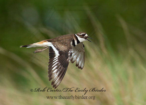 Charadrius vociferus  KILLDEER 8025846z