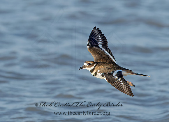 Charadrius vociferus  KILLDEER 9027229z