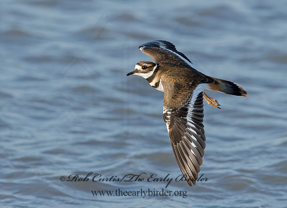 Charadrius vociferus  KILLDEER 9027230z