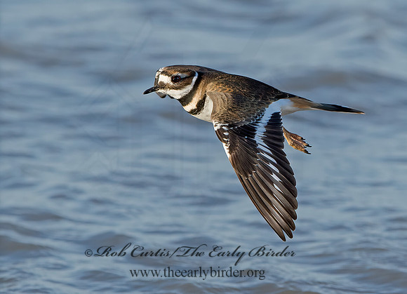 Charadrius vociferus  KILLDEER 9027231z