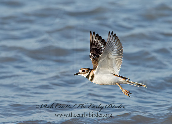 Charadrius vociferus  KILLDEER 9027232z