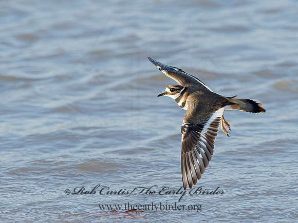 Charadrius vociferus  KILLDEER 9027235z