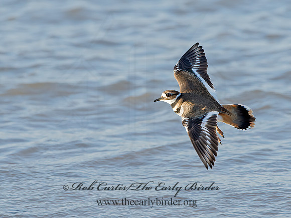 Charadrius vociferus  KILLDEER 9027234z