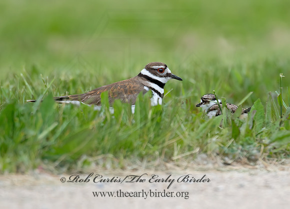 Charadrius vociferus  KILLDEER 9023235z