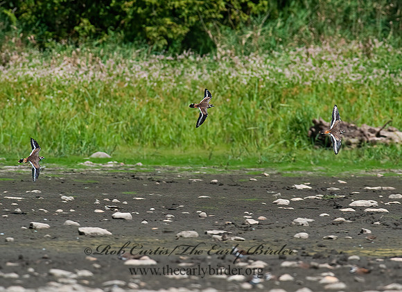 Charadrius vociferus  KILLDEER 8026691z