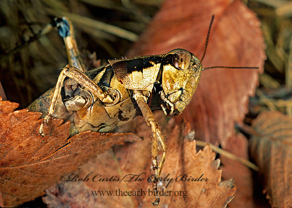 Melanoplus dawsoni  DAWSON'S GRASSHOPPER 213919z