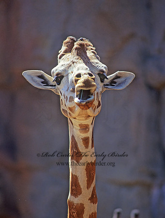 Giraffa camelopardalis rothschildii  ROTHCHILD'S GIRAFFE 79128z