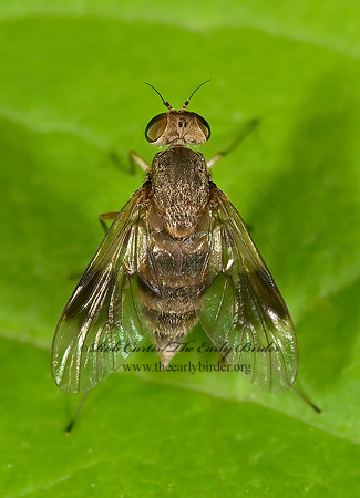Chrysopilus quadratus  SNIPE FLY 8004983z