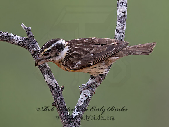 Pheucticus melanocephalus  BLACK-HEADED GROSBEAK 3037010z