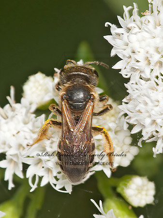 Halictus ligatus  LIGATED FURROW BEE 8037578 z