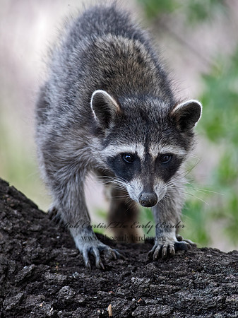 Procyon lotor  RACCOON 6040504z