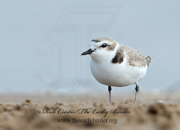 Charadrius nivosus  SNOWY PLOVER 9029340z